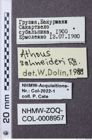 Etiketten zu Hemicrepidius schneideri (NHMW-ZOO-COL-0008957)